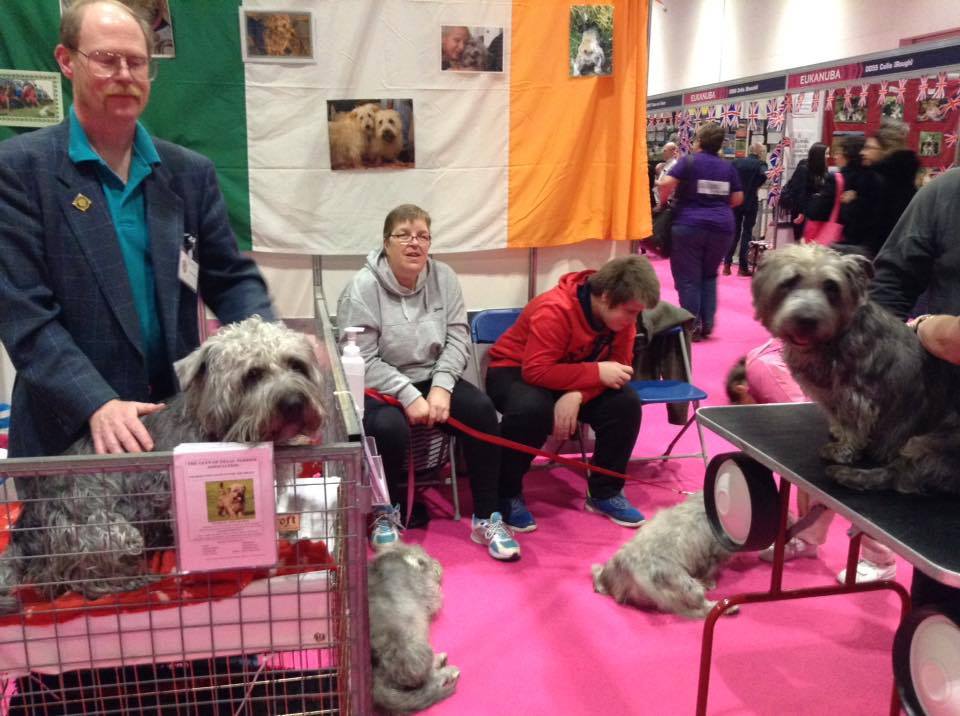 Glen of Imaal Terrier stand at Discover Dogs